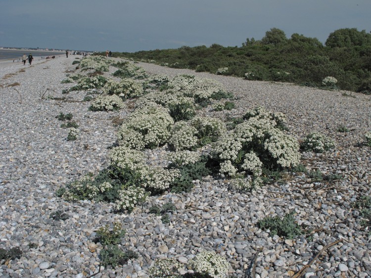 Crambe maritima